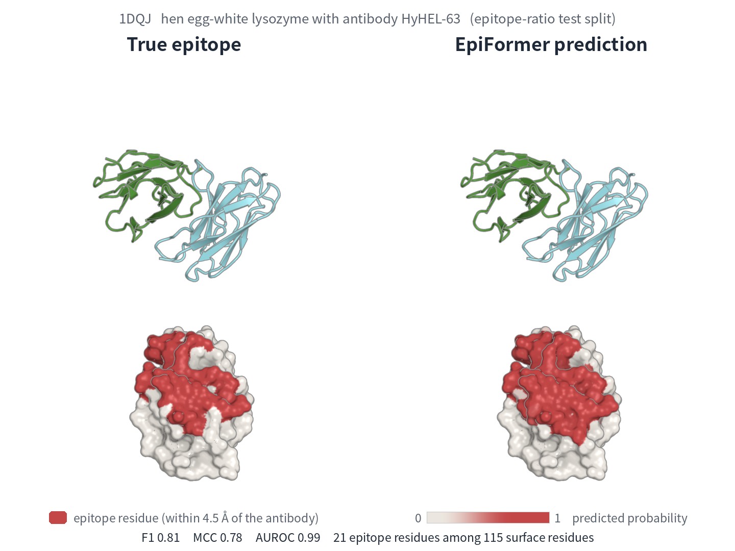 True and predicted epitope of PDB 1DQJ