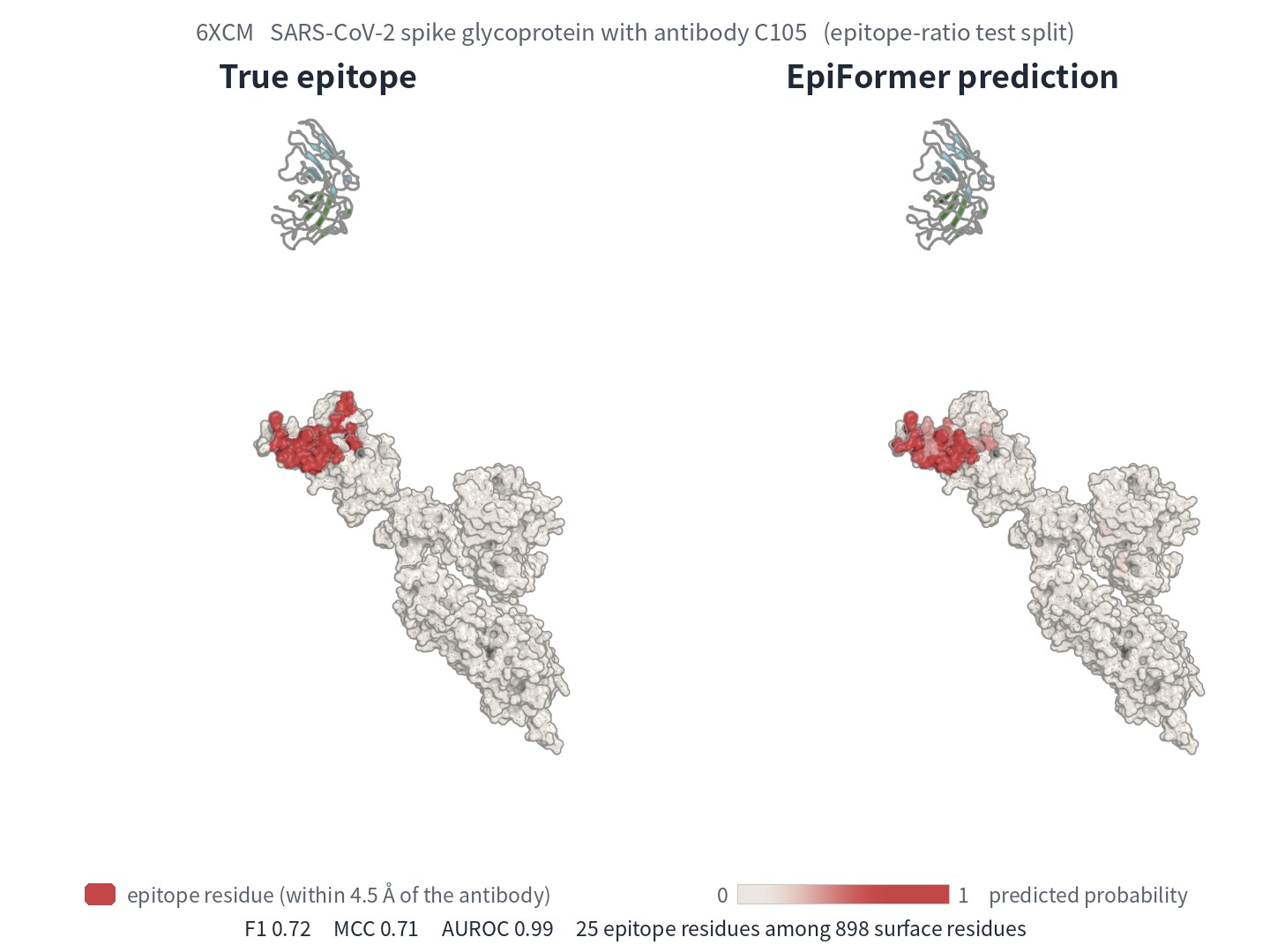 True and predicted epitope of PDB 6XCM