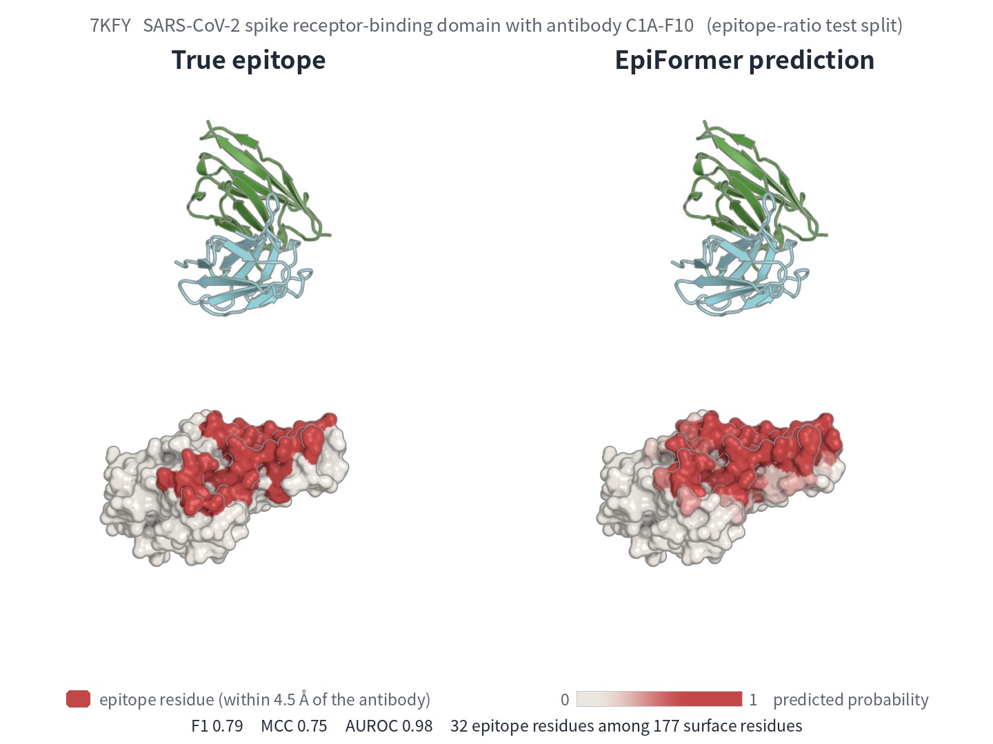 True and predicted epitope of PDB 7KFY