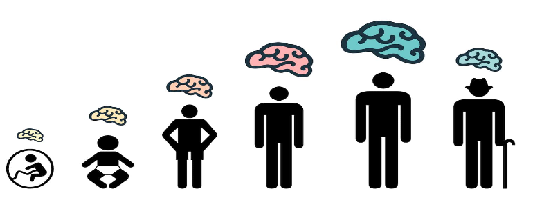 Brain aging visualization